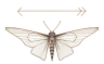 Primal Sam